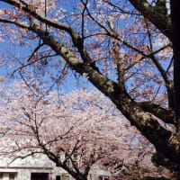 ケークサレランチと桜
