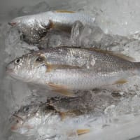 日本全体の魚種の4割、約1600種の魚がセリにかけられる小田原漁港！
