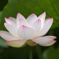 気持ちが落ち着かない時＆迷った時には蓮の花の呼吸法