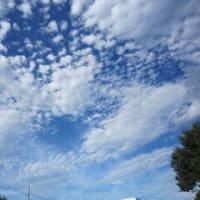 素晴らしい自然の眺め～青空と雲。トカゲの姿・・・。