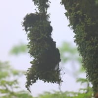 南部町植物探索あちらこちら～花編～　令和7年5月10日