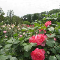 「薔薇の花園」