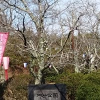 千葉県香取市小見川の城山公園の桜の開花宣言