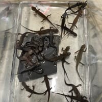 まさかの定番化も復活