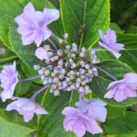 暑い、６月もおわりかあ～
