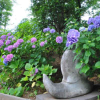 多摩川台公園あじさい園　　あじさい園の色々のあじさいたち　　　　12