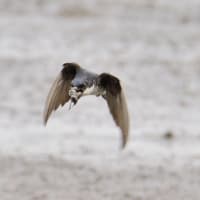心に残る情景*「鳥景」見沼にて、スナップ・チョウゲンボウ・ヒバリ・ムナグロ・アマツバメ