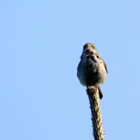 05/13探鳥記録写真：はまゆう公園の鳥たち（ウグイス三昧、）