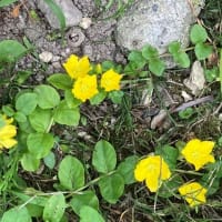 通りすがりに見た花々と庭に咲いた花たち