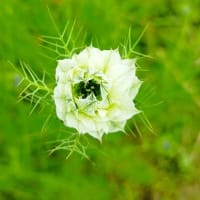 ニゲラの花「蕾から種まで」