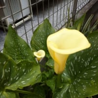 純白のくちなし