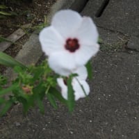ニッコウキスゲ