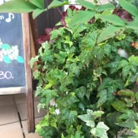 夏、涼しい家に。