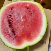 西瓜、すいか、スイカ・・・2025年7月