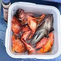 F様のイサキ＆根魚釣りのリレー船釣行（川津港）。