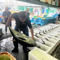小田原魚市場は大漁のキハダマグロに沸いております！！