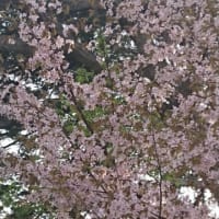 函館の桜にいきまーす！