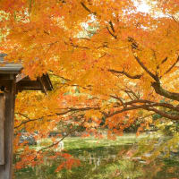 美の狩人　京都　紅葉の巻