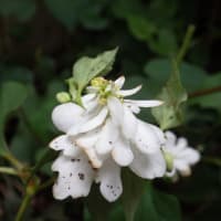 しをり戸　　　「６月」