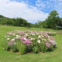 明石海峡公園２０２５年６月その４