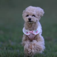さくらちゃん預り中