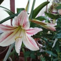 ボビンレース・・・菊池めぐみさんの本のスクエアの作品・・・糸を繋いで切りました～～！！