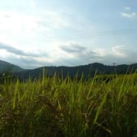 10月4日　収穫の秋