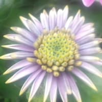 通りすがり花写メ〓４月17日21時28分〓
