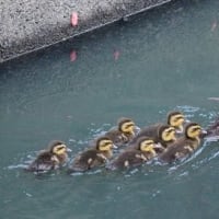 ほのぼの、カルガモ親子の群れが、並んで泳ぐ姿、ドキドキ眺め　(　岐阜県美濃地方　)