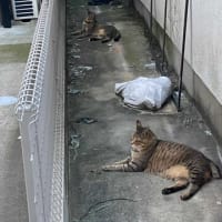 夕ウォーキングの風景。令和7年7月3日。似ている2匹。