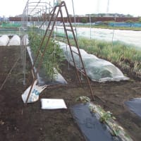 トマトの雨よけビニールを張りました。