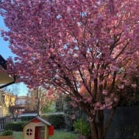 イタリアの桜