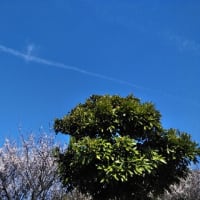 飛行機雲、梅の花と木