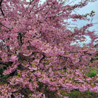 「春色に～河津桜」