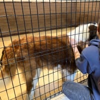 名犬牧場　