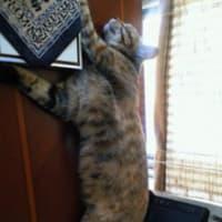 夏！猫のび初めました