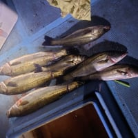 バラシ無し！カルティバ最高
