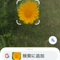 特定外来生物オオキンケイギク