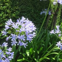 6月の花　