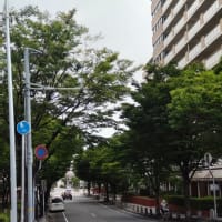 もうすぐ策定される街路樹管理計画。本数は減らし、緑の総量は増やすという考えに賛同します♪