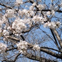 近所の公園の桜が開花してました