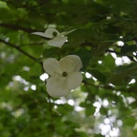 北公園5月21日バラの写真など