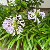こちら梅雨明けしました♪　