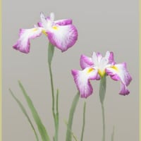 花菖蒲が咲き出した③