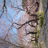 皇居北の丸の桜