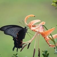 キアゲハ・クロアゲハ