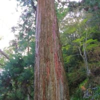 高知県安田町、唐浜「神峯神社の大スギとクスノキ（県指定）」です！？