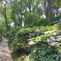 蘇州　虎丘　紫陽花と虎丘塔影園民俗文化展庁