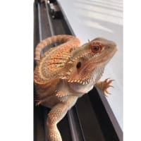 フトアゴヒゲトカゲの成長日記135日目～2ヶ月程！
