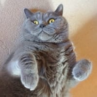 ブログの行方。